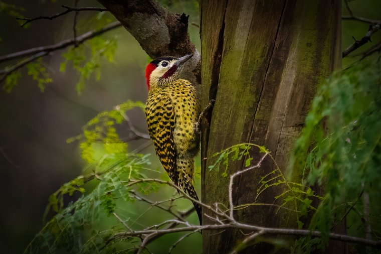 140 Zuid Pantanal, groenbandgrondspecht.jpg